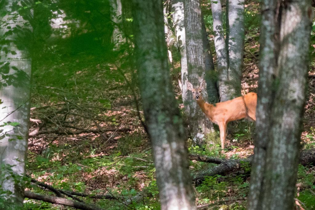 Hotel Auto Kamp Lav Kulen Vakuf Exteriér fotografie